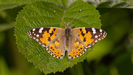 butterfly on a leaf