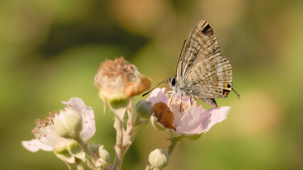 butterfly on a flower