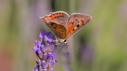 Obraz premium butterfly on a purple flower