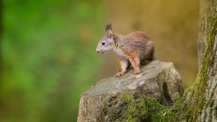 A squirrel on a tree trunk with a dreamy background