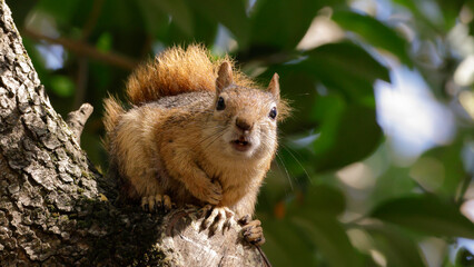 A squirrel on a tree branch looking directly to the camera