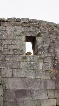 Rabbit lying down in an Inca Window at Machu Picchu. Hare resting and looking at the view from a window in an ancient Inca construction at Machu Picchu
