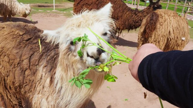Point of View Shot of Feeding an Alpaca in Peru. Alpaca eating green leaves from a person's hand