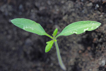 Young tomato plants damaged by thrips pests.