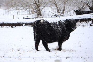 A wintry landscape featuring a black cow grazing in a snowcovered pasture under frosty conditions