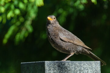 Turdus merula aka Eurasian or Common blackbird male close-up portrait. Common bird in Czech republic. 