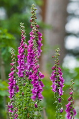 Digitalis purpurea aka candy mountain foxglove. Lovely pink, toxic, very high wildlife flower. Czech republic nature. 