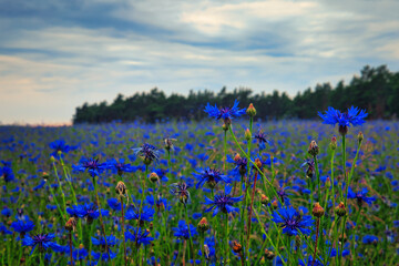 Kornblumen