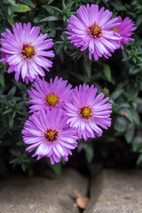 Symphyotrichum novi-belgii Almira blue flowering plant, beautiful summer autumn rich petal flowers in bloom