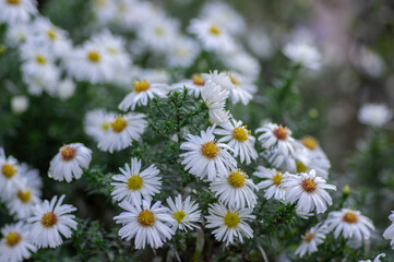 Symphyotrichum novi-belgii flowering plant, beautiful summer autumn rich petal flowers in bloom