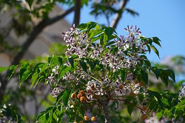 Chinaberry, or Melia Azedarach tree, leaves, flowers and fruit, at springtime