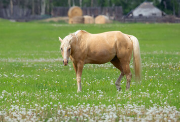 Yellow horse with white mane in the green pasture with dandelions.