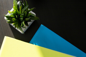 Colorful document binders or lever arch file on a desk with plant. Business concept. Top view