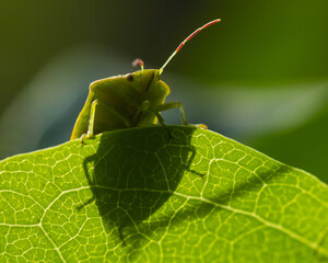 A Green Shield Bug Resting on a Leaf is Casting an Intense Shadow that Is Revealing the Details of Its Body