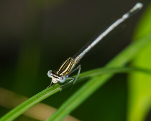 A Beautiful but Lethal Blue Damselfly is Resting on a Blade of Grass in Early Summer before Going on the Next Hunt