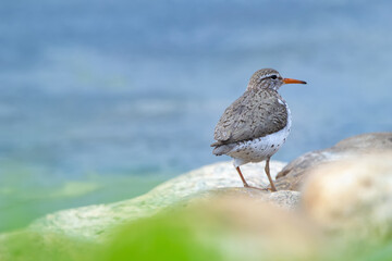 Spotted sandpiper is standing on the rock at the water in spring.