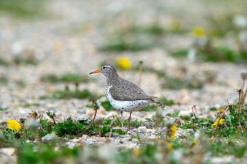 Spotted sandpiper is standing on road among dandelions and grass.