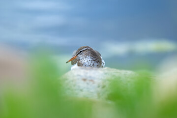 Spotted sandpiper is laying and resting on the rock at the water in spring.