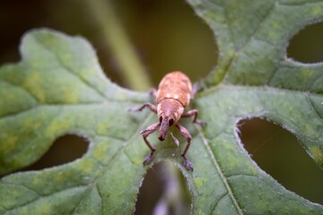 Closeup macro photo of insect in tropical nature