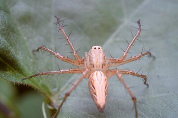 Closeup macro photo of insect in tropical nature