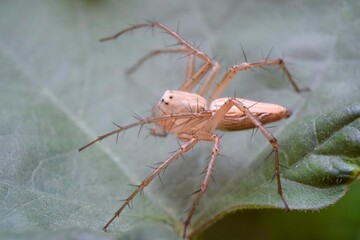 Closeup macro photo of insect in tropical nature