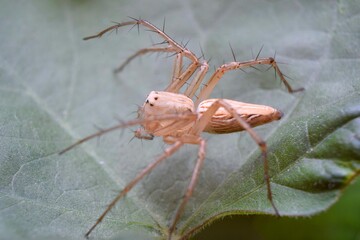 Closeup macro photo of insect in tropical nature
