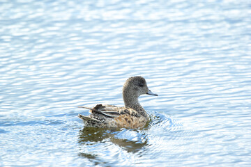 One female American wigeon duck swimming in the water.