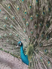 Naklejka premium The feathered handsome man