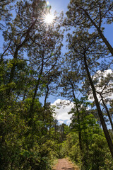 Promenade en forêt Vendée