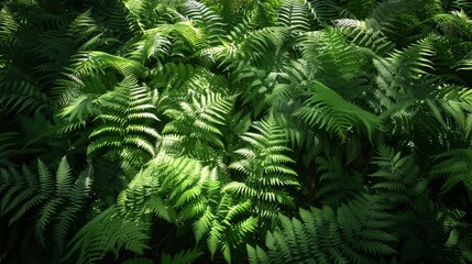 Ferns create captivating shadow interplay on forest floor