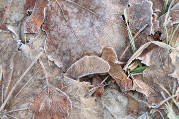 A picturesque scene of frostcovered fallen leaves on a cold and early winter morning