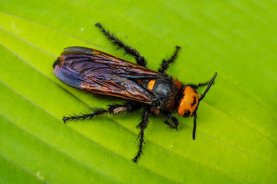 Giant scolia or spotted scolia, Mega scolia, Megascolia maculate L.
One of the species of wasps of the genus Scolia. Included in the list of endangered insect species.
