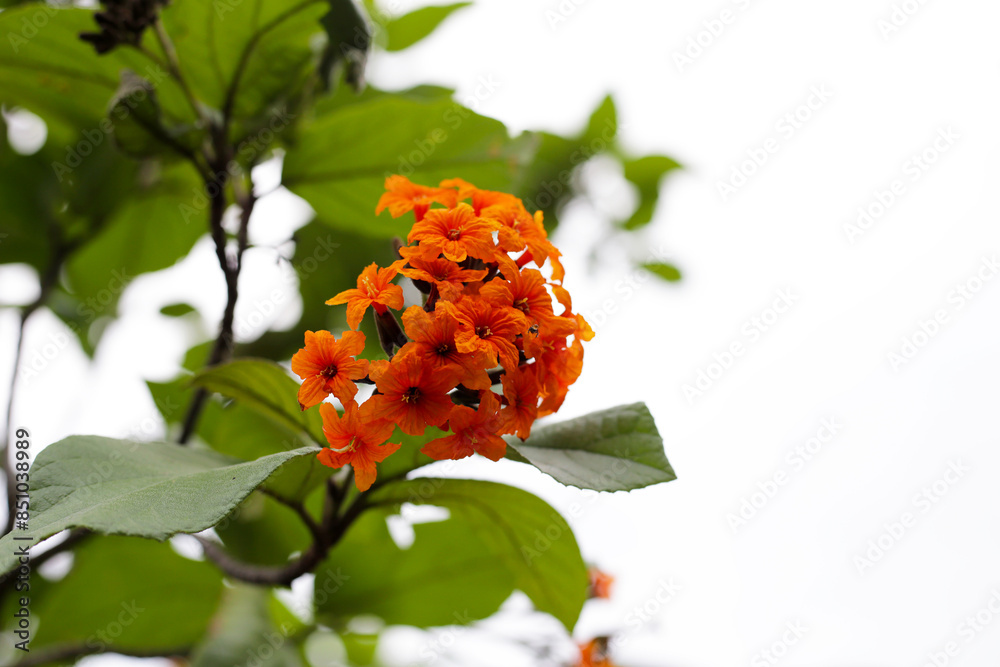 Canvas Prints Cordia sebestena flower on tree