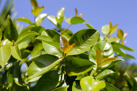 Fresh green leaves of garcinia cowa (Garcinia Cowa Roxb)