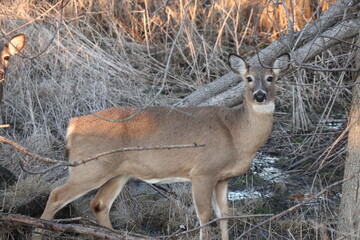 deer in the woods
