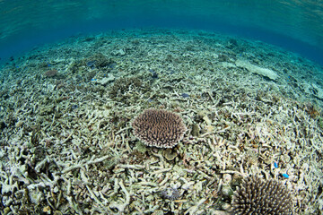 Small, healthy corals are beginning to grow on a reef in Indonesia that was destroyed by storm damage. Given time, coral reefs can regenerate if the local area is not polluted and overfished. © ead72