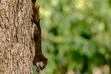 Curious Squirrel Climbing Down Tree Trunk in a Forest nature wildlife background