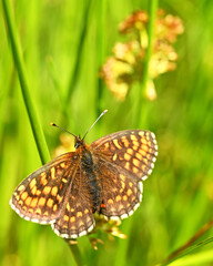 Motyl na zielonej łące. © Adam