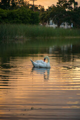 Swan in the lake during a sunset, Florida.