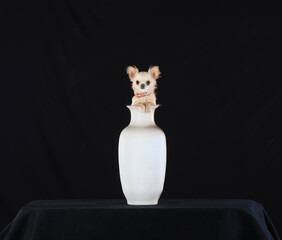 small chihuahua dog in a white jug on a black table