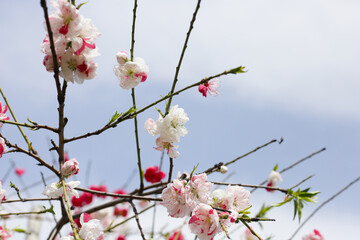 Branches of sakura flowers, cherry blossom