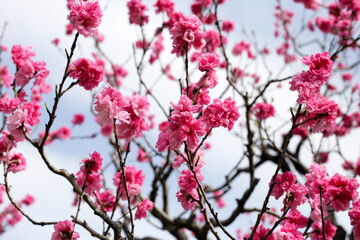 Japan cherry blossom, Branches of sakura flowers with blue sky
