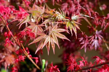 Japanese maple tree, beautiful leaves