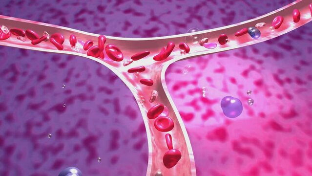 Anatomical 3d animation of artery or vein moving. Rapid circulation of red blood cells and platelets in capillary. Capillary on organic background.