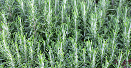 Rosemary plant, Fresh herb in the garden
