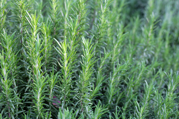 Rosemary plant, Fresh herb in the garden
