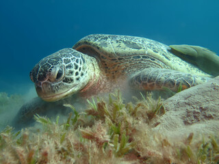 Sea turtle resting on seagrass bed