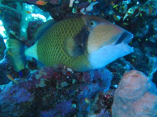 Titan Triggerfish in Coral Haven