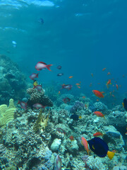 4Coral fish on and coral reef © Katarina Leitmanova