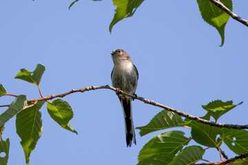 木の枝にとまるエナガ若鳥